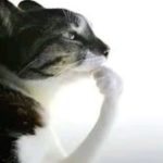 Profile picture of Santiago Geovany